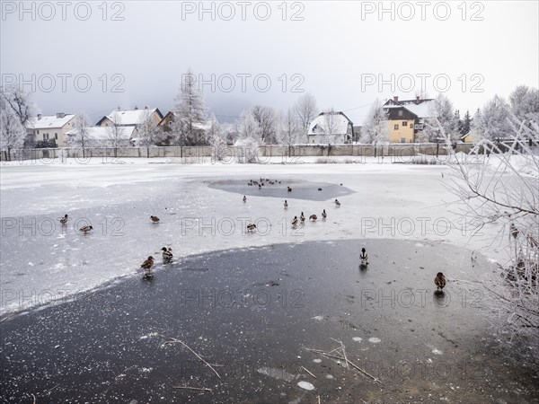 Ducks