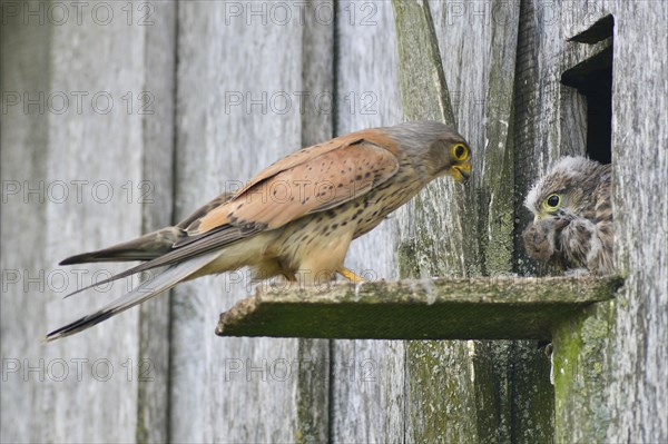 Common kestrel (Falco tinnunculus)