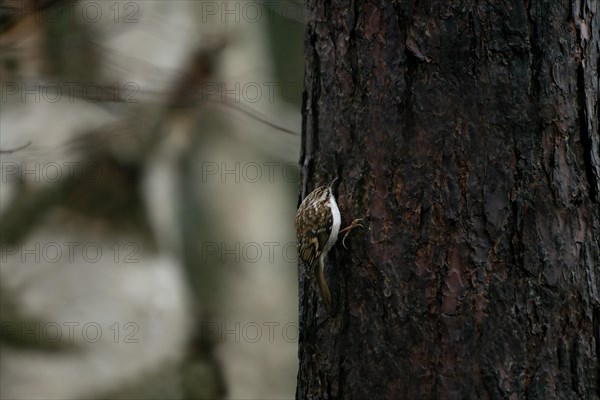 Eurasian treecreeper (Certhia familiaris) searches tree for insects