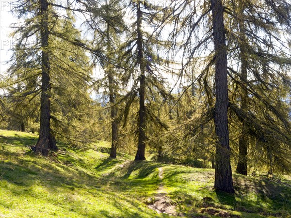 Larch meadows on the Salten