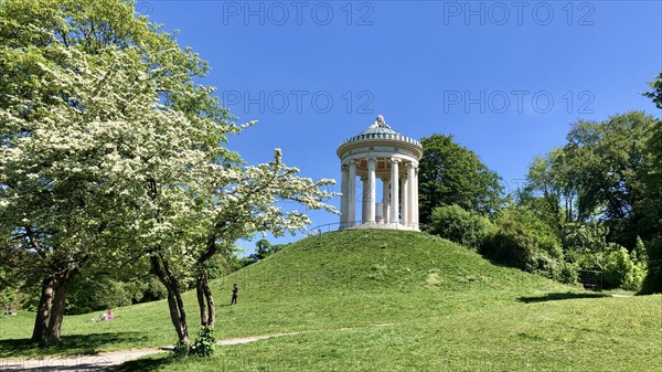 Flowering cherry tree