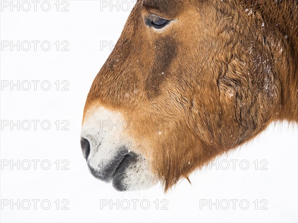 Przewalski's horse (Equus przewalskii) during snowfall in winter