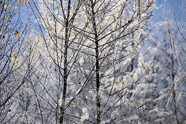 European larch (Larix decidua)