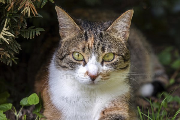 European shorthair