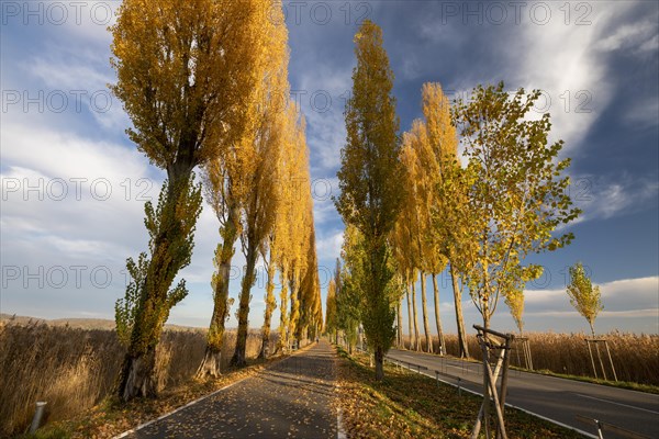 Colourful autumn leaves in the afternoon on the avenue to Reichenau Island