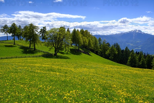 Larch meadows