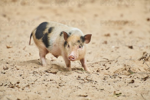 Vietnamese Pot-bellied piglets