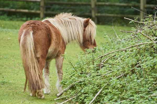 Shetland pony on a meadow