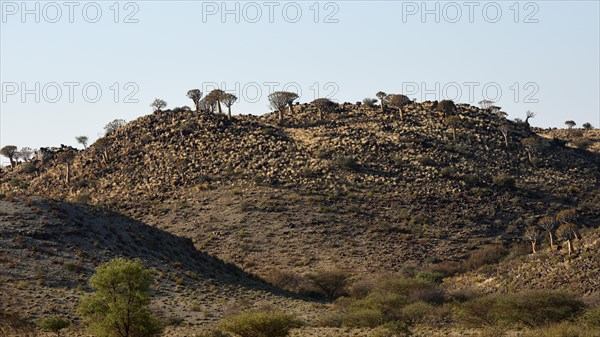 Quiver tree forest