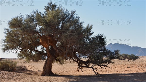 Old tree with colony of Sociable weaver Colony (Philetairus socius)