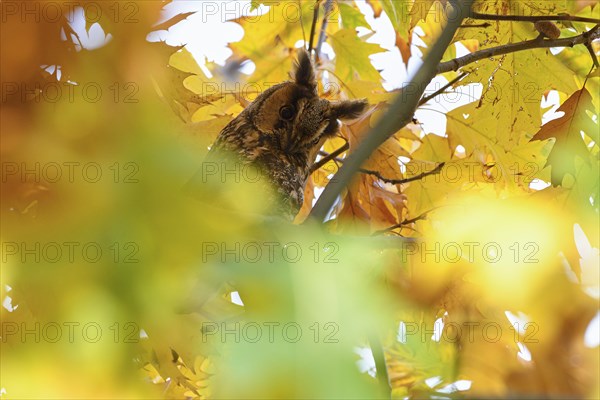 Long-eared owl (Asio otus)