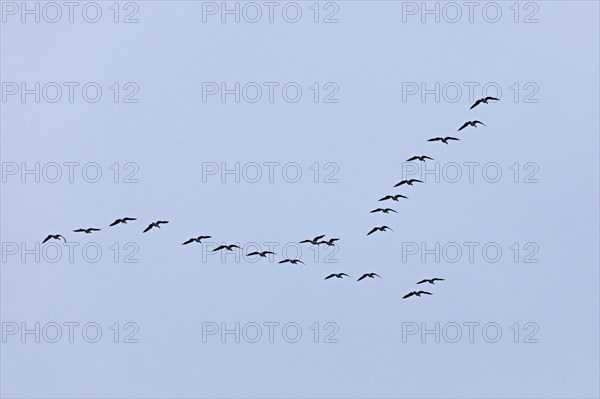 Flock of wild geese