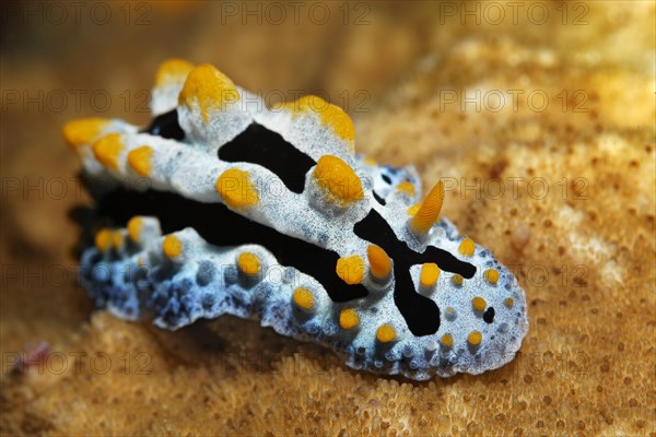 Varicose wart slug (Phyllidia varicosa)