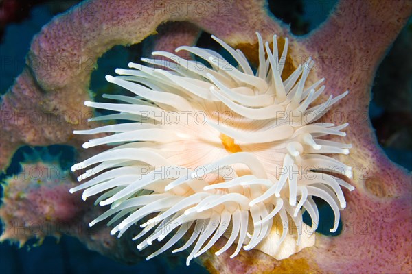 White gorgonian wrapper (Nemanthus annamensis)