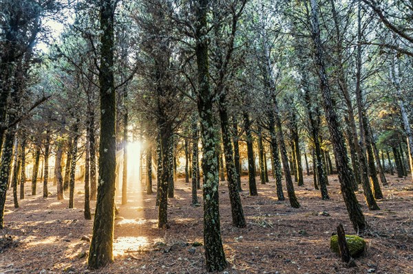 Beautiful sun rays lightening trees covered with moss in the foggy forest