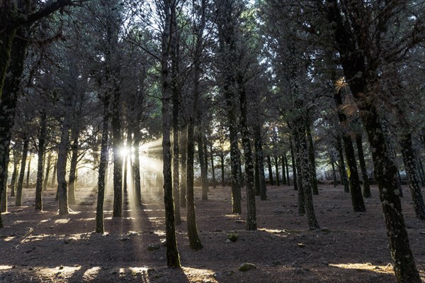 Beautiful sun rays lightening trees covered with moss in the foggy forest