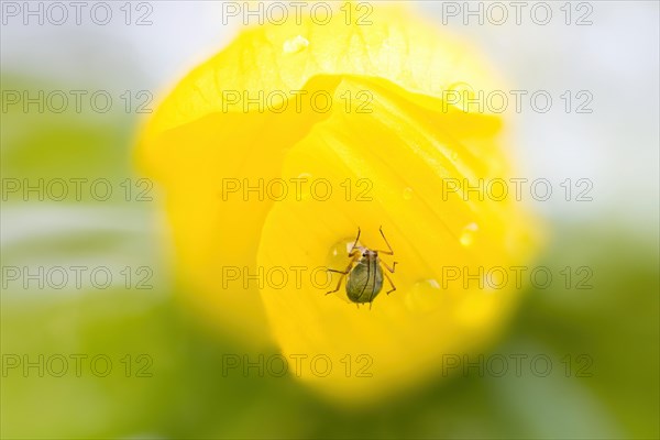 Aphid (Aphidoidea) on the flower of the winter aconite (Eranthis hyemalis)