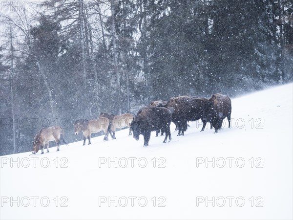 American bisons (Bos bison) and przewalski's horses (Equus przewalskii) during snowfall in winter