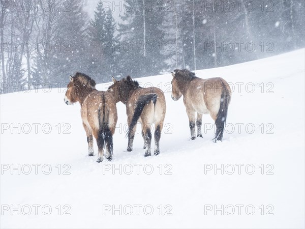 Przewalski's horses (Equus przewalskii) during snowfall in winter