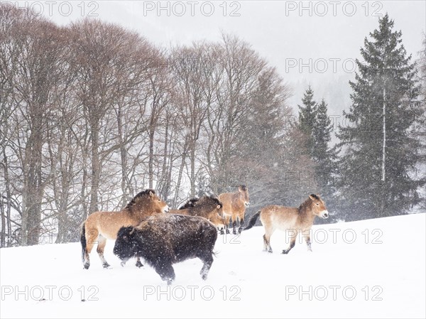 American bison (Bos bison) and przewalski's horses (Equus przewalskii) during snowfall in winter