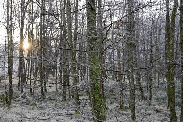 Alders (Alnus) with hoarfrost at sunrise