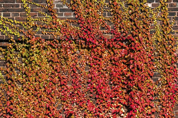 Wild vine (Parthenocissus tricuspidata)