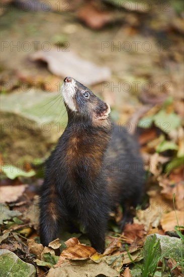 Ferret (Mustela putorius furo)