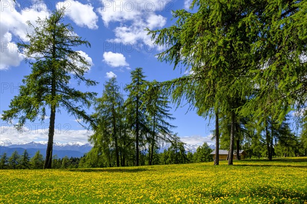 Larch meadows