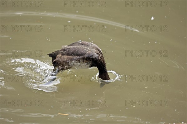 Tufted duck