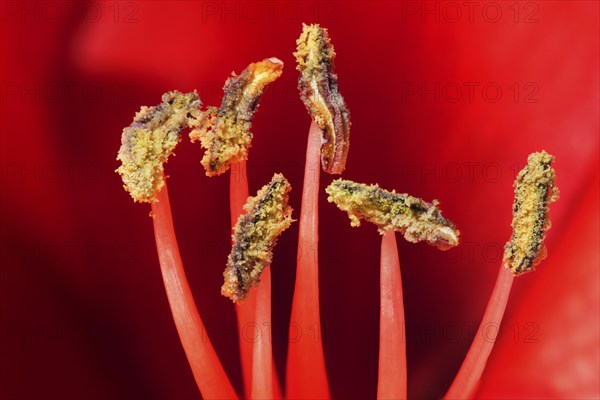 Red amaryllis