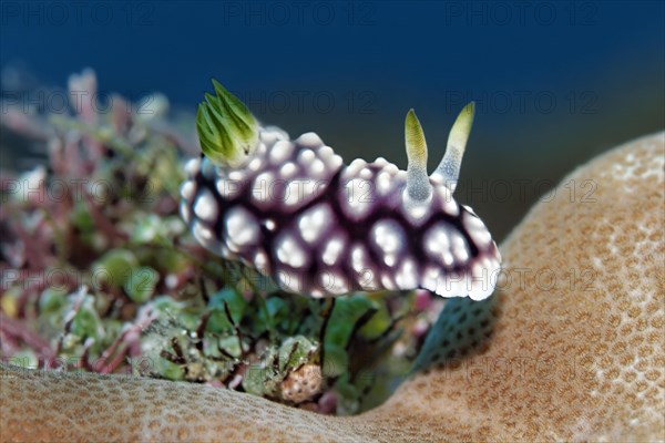 Magnificent star snail (Chromodoris geometrica)