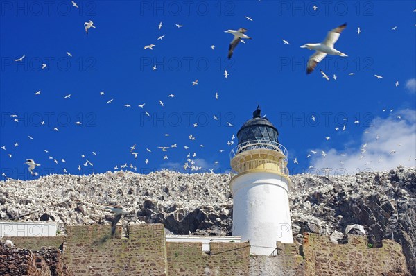 Lighthouse