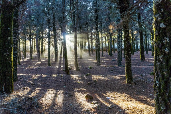 Beautiful sun rays lightening trees covered with moss in the foggy forest