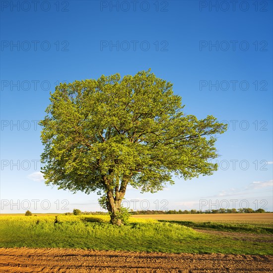 Cultivated landscape in spring