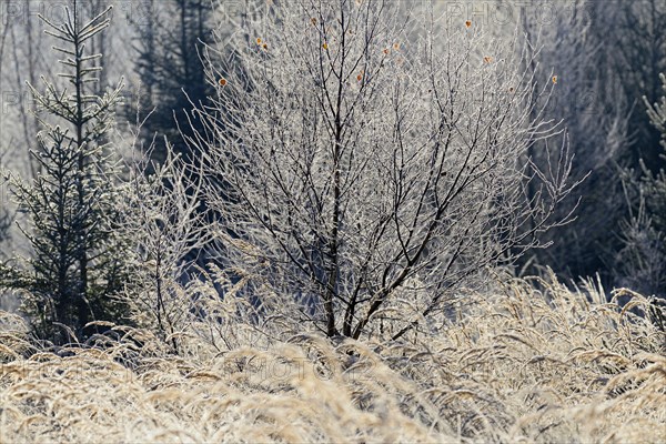 Forest clearing