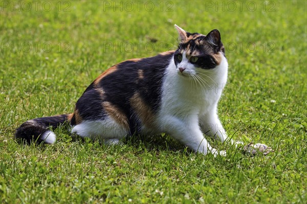 European shorthair