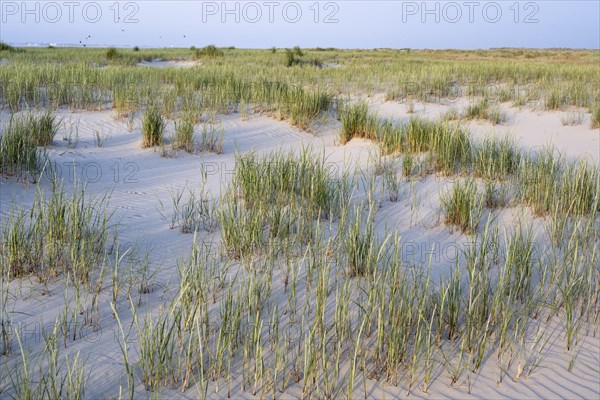 Marram Grass