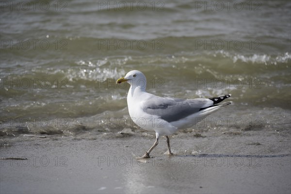 European herring gull (Larus argentatus) running on the shore