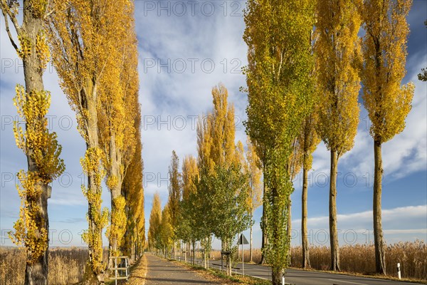 Colourful autumn leaves in the afternoon on the avenue to Reichenau Island
