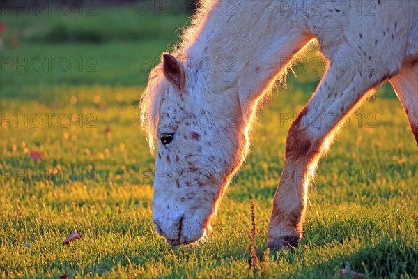 Horse (Equus)