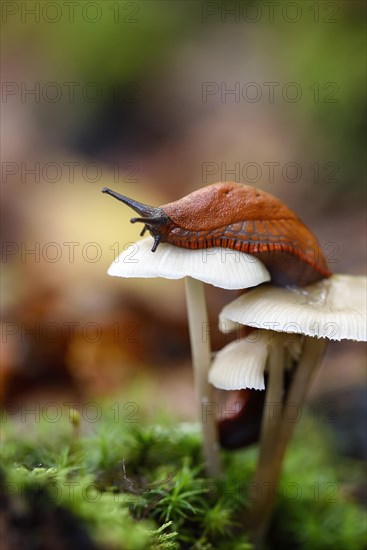 Red slug (Arion rufus)