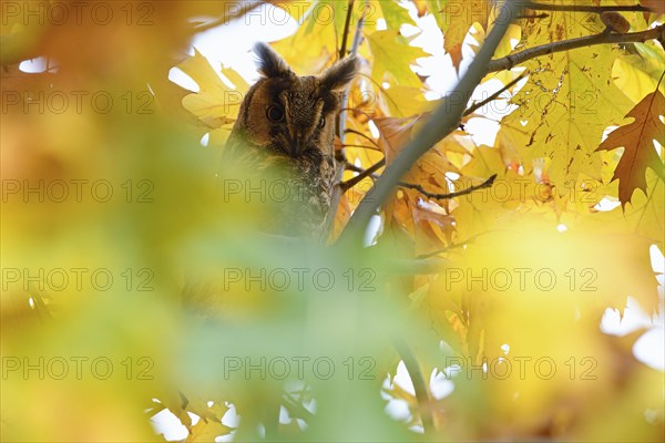 Long-eared owl (Asio otus)