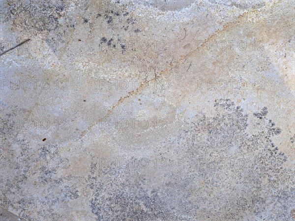 Structure of a slab of Solnhofen limestone with inclusions