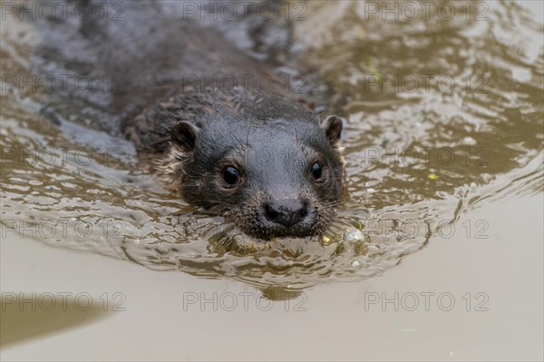 Young european otter (Lutra lutra)