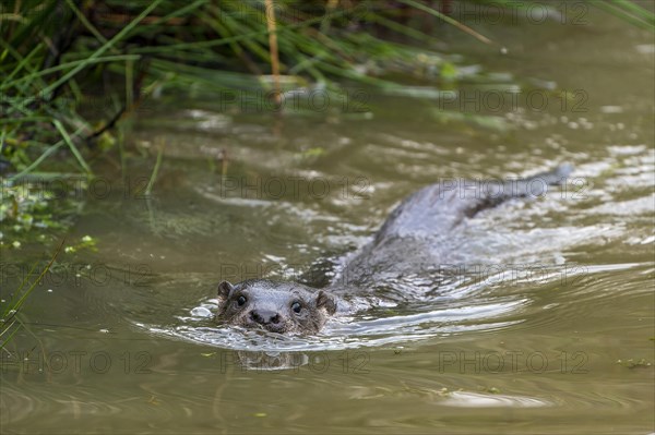 Young european otter (Lutra lutra)