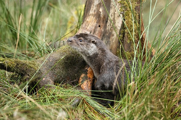 Young european otter (Lutra lutra)