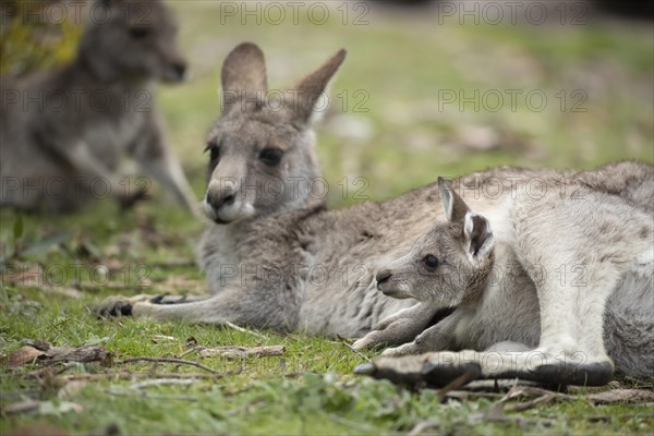 Eastern grey kangaroo (Macropus giganteus) adult female with a juvenile baby joey in it's pouch