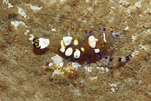 Pair of partner shrimps (Periclimenes brevicarpalus)