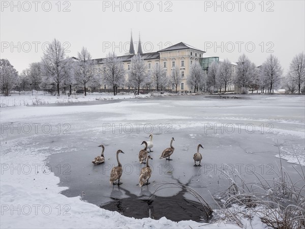 Young swans