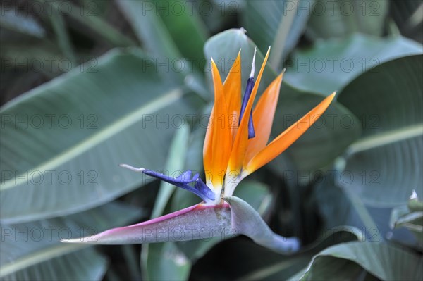 Strelitzia (Strelitzia reginae) or strelitzia